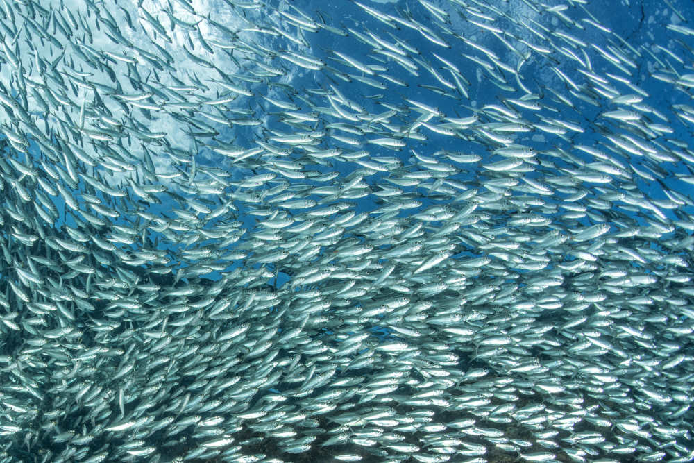 Fischschwarm