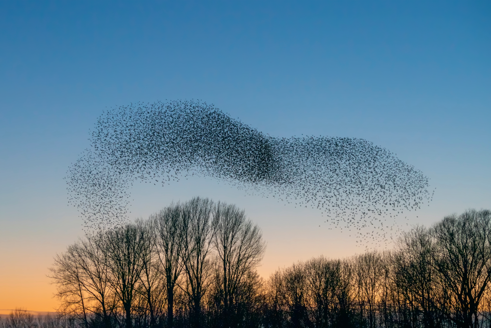Starenschwarm in der Abenddämmerung